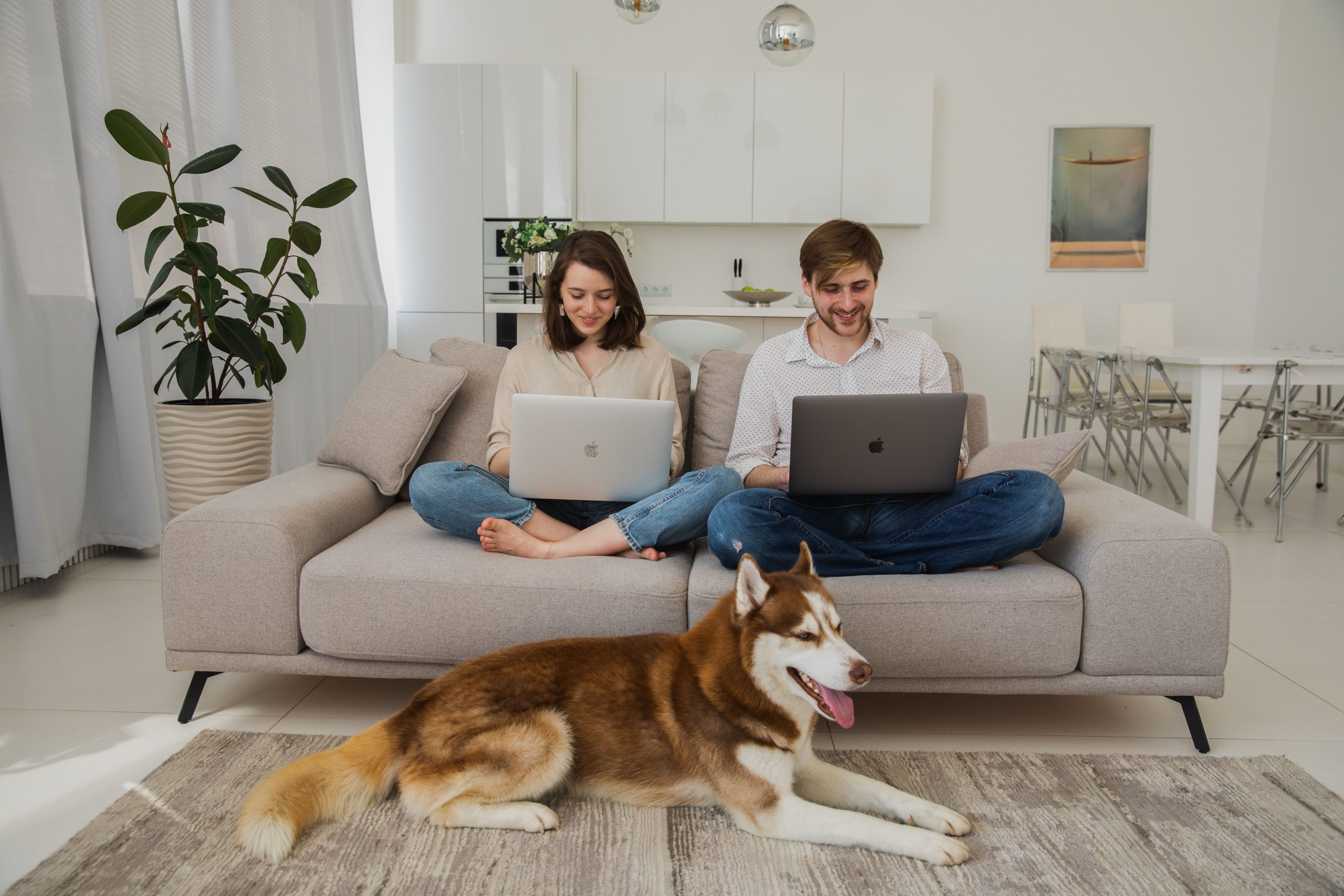Happy couple using laptops on sofa with their husky dog in a stylish living room.